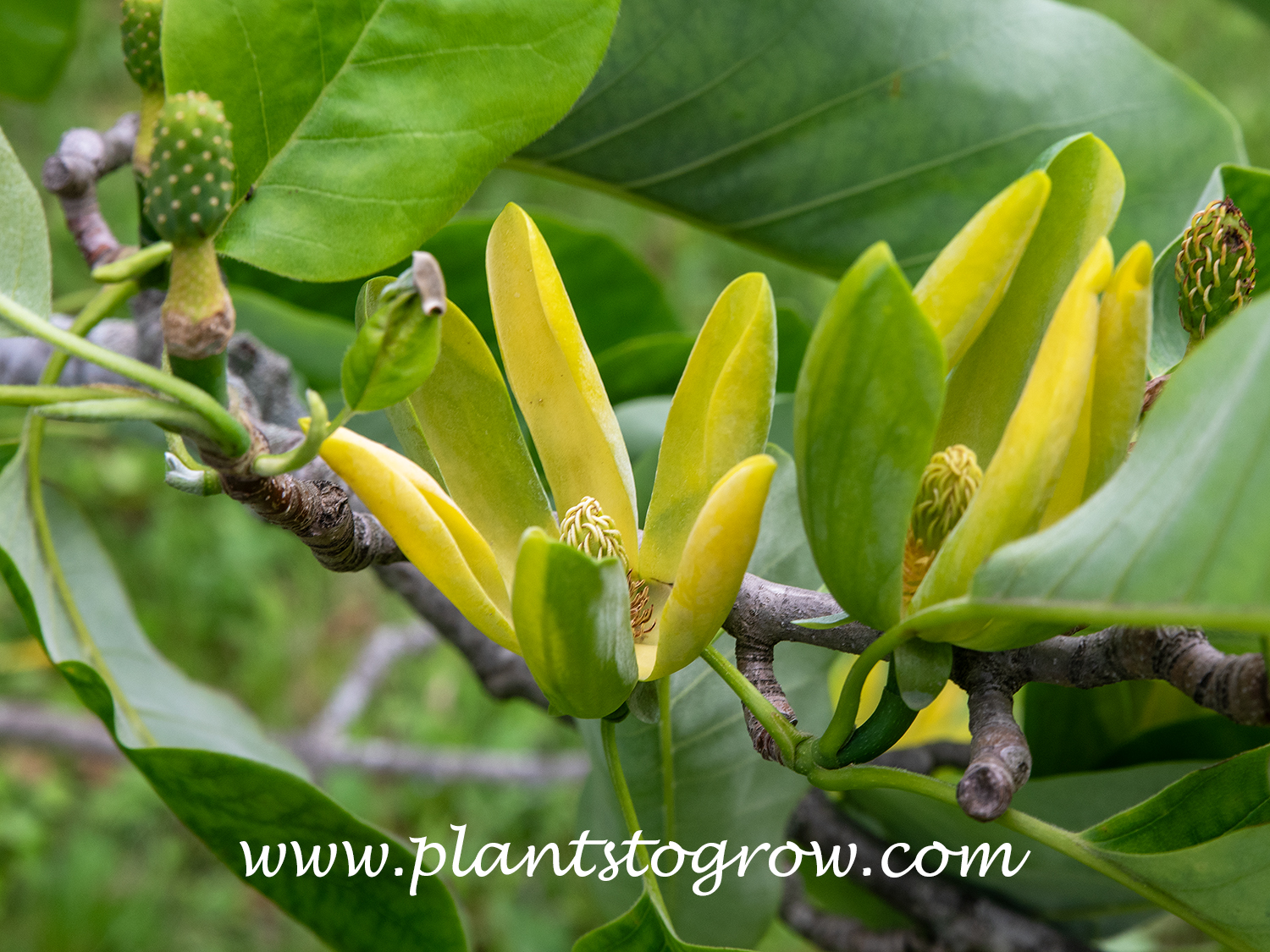 Cucumber Tree (Magnolia acuminata)
The tulip-shaped, greenish-yellow bloom that appears high in the tree.
(05.16.25)